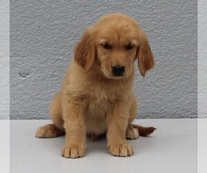 Golden Retriever Puppy for sale in FREDERICKSBURG, OH, USA