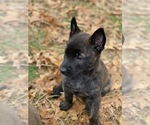 Small Photo #10 Belgian Malinois Puppy For Sale in HAMPSHIRE, TN, USA