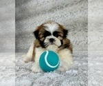Small #2 Shih Tzu
