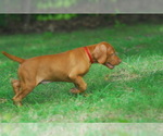 Small Photo #1 Vizsla Puppy For Sale in COLUMBIA, MO, USA