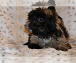 Small #13 Yorkiepoo mix (+ Poodle Toy)