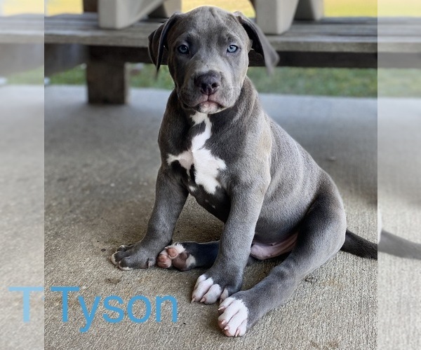 Medium Photo #1 American Bully Puppy For Sale in INVERNESS, FL, USA