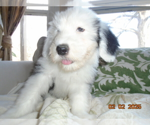 Old English Sheepdog Puppy for sale in RAYMORE, MO, USA