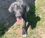 Small Photo #5 Great Dane Puppy For Sale in Elroy, WI, USA