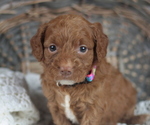 Small Photo #2 Goldendoodle Puppy For Sale in CRESTON, OH, USA