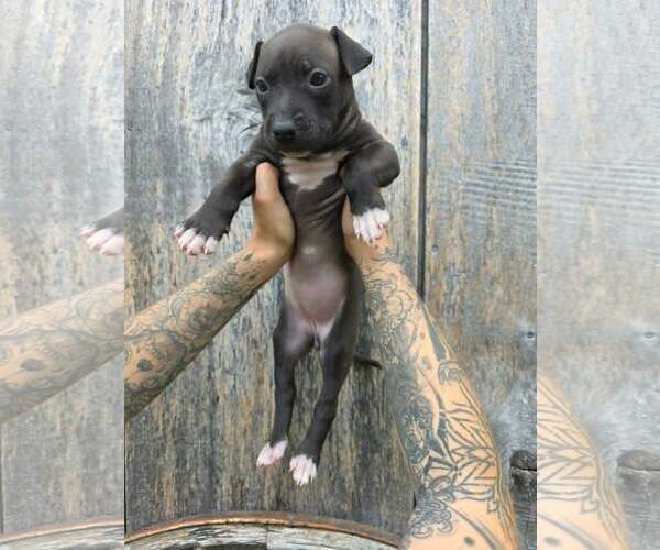 Medium Photo #1 American Pit Bull Terrier-American Staffordshire Terrier Mix Puppy For Sale in Frankenmuth, MI, USA