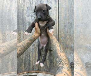 American Pit Bull Terrier-American Staffordshire Terrier Mix Dogs for adoption in Frankenmuth, MI, USA