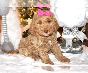 Goldendoodle (Miniature) Dog for Adoption in LIBERAL, Missouri USA