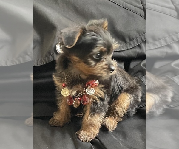 Medium Photo #3 Yorkshire Terrier Puppy For Sale in TRACY, CA, USA