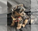 Small Photo #3 Yorkshire Terrier Puppy For Sale in TRACY, CA, USA