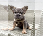 Small Photo #11 French Bulldog Puppy For Sale in FRESNO, CA, USA