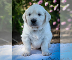 Small #2 English Cream Golden Retriever