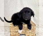 Small #4 Golden Shepherd