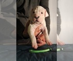 Small Photo #19 Dogo Argentino Puppy For Sale in BROOMALL, PA, USA