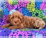Small Photo #4 Goldendoodle Puppy For Sale in LEOLA, PA, USA