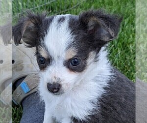 Chihuahua Puppy for sale in LEBANON, PA, USA