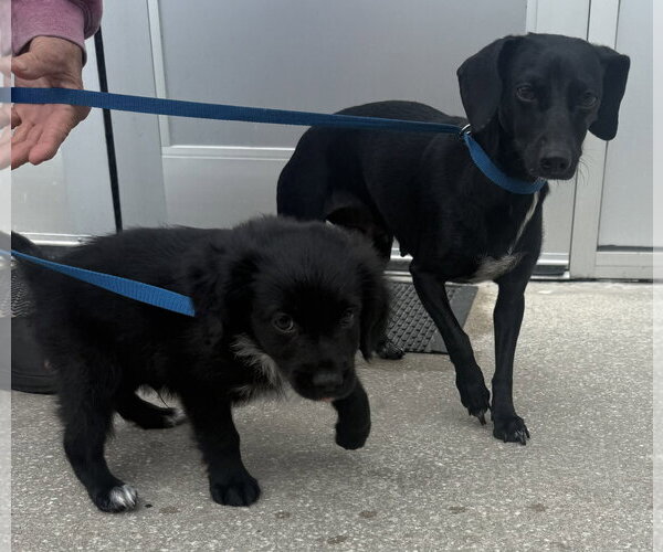 Medium Photo #2 Dachshund-Unknown Mix Puppy For Sale in Sanford, FL, USA