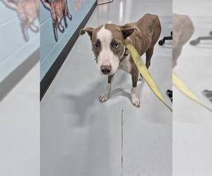 American Pit Bull Terrier Dogs for adoption in Temple, TX, USA