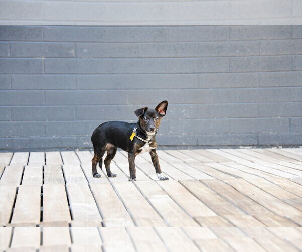 Medium Photo #2 Chiweenie Puppy For Sale in Sandy, UT, USA