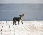 Small #1 Chiweenie