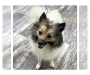 Pomeranian Dogs for adoption in Sioux Falls, SD, USA