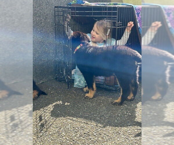 Medium Photo #7 German Shepherd Dog-Unknown Mix Puppy For Sale in West Sacramento, CA, USA