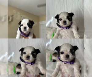 Shih Tzu Puppy for sale in EXETER, CA, USA