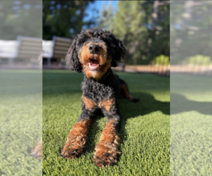 Poodle (Miniature) Puppy for sale in VALLEJO, CA, USA