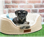 Small #2 Schnauzer (Miniature)