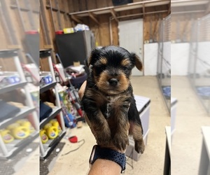 Cavapoo Puppy for sale in WHITE OAK, GA, USA