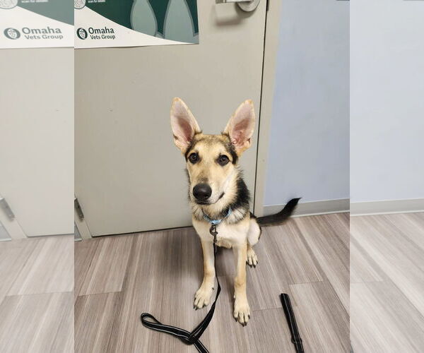 Medium Photo #6 German Shepherd Dog Puppy For Sale in Gretna, NE, USA