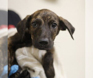 Plott Hound-Unknown Mix Dogs for adoption in San Antonio, TX, USA
