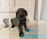 Small Photo #7 Weimaraner Puppy For Sale in BLAIR, WI, USA