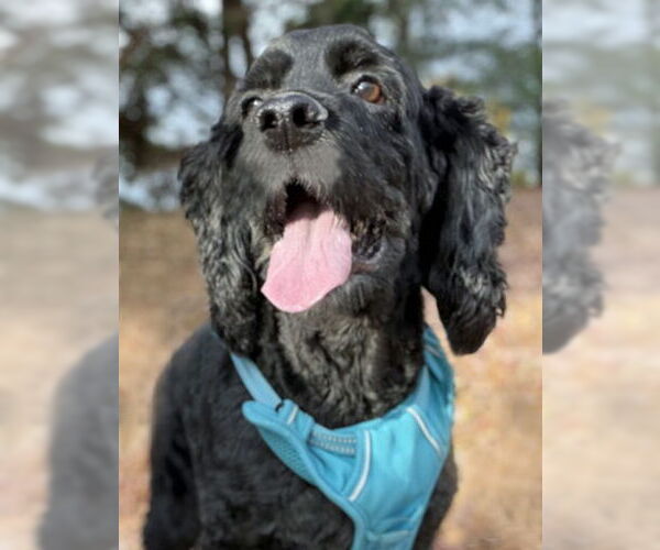 Medium Photo #6 Cocker Spaniel Puppy For Sale in Arlington, VA, USA