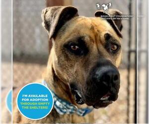 Bullboxer Pit Dogs for adoption in Santa Cruz, CA, USA