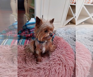 Father of the Yorkshire Terrier puppies born on 08/07/2025