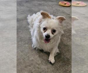 Cavapom Dogs for adoption in Agoura Hills, CA, USA