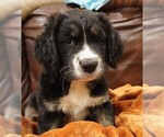 Puppy Blackie Doodle-Labradoodle Mix