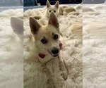 Small Photo #157 Pomsky Puppy For Sale in LOVELAND, CO, USA