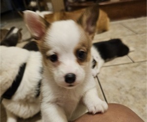 Pembroke Welsh Corgi Puppy for sale in BAYTOWN, TX, USA