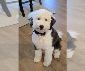 Sheepadoodle Puppy for sale in SUMMERVILLE, SC, USA