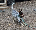 Small Photo #2 Mutt Puppy For Sale in Paso Robles, CA, USA