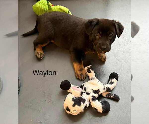 Medium Photo #2 Labrador Retriever-Unknown Mix Puppy For Sale in Aurora, IN, USA