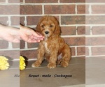 Small Cockapoo (Miniature)