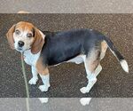 Small #5 Beagle