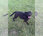 Small #2 Labrador Retriever Mix