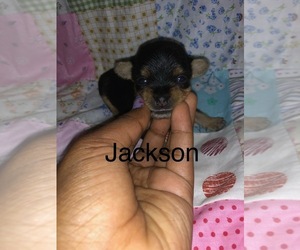 Chorkie Puppy for sale in METROPOLIS, IL, USA
