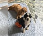 Small Photo #40 Aussiedoodle Puppy For Sale in ASHEVILLE, NC, USA