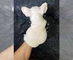 Small Photo #9 French Bulldog Puppy For Sale in BRONX, NY, USA