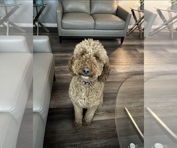 Medium Photo #1 Goldendoodle Puppy For Sale in WATERFORD TOWNSHIP, MI, USA